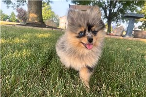 Nixie - Pomeranian for sale