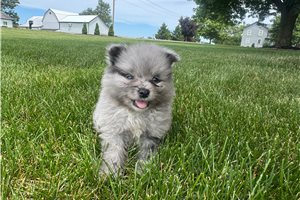 Niblet - Pomeranian for sale