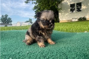 Nita - puppy for sale