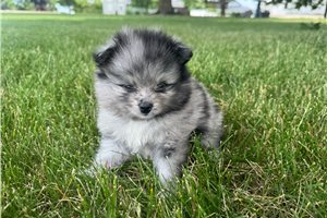 Nina - Pomeranian for sale