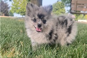 Nori - Pomeranian for sale