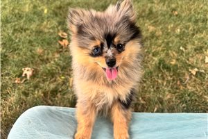 Nixie - puppy for sale