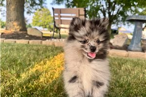 Nina - Pomeranian for sale
