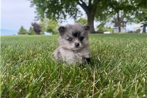 Nori - Pomeranian for sale