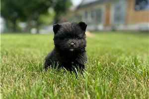 Newton - Pomeranian for sale