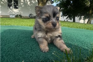 Nixie - puppy for sale