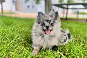Nori - Pomeranian for sale