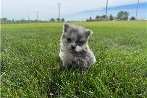 Noodle - Pomeranian for sale