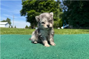 Noodle - puppy for sale