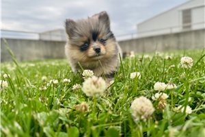 Nixie - Pomeranian for sale