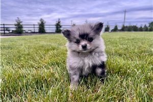 Nori - Pomeranian for sale