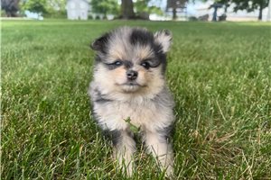 Nacho - Pomeranian for sale