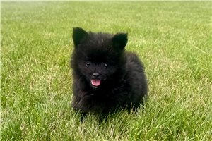 Newton - Pomeranian for sale