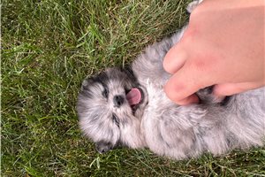 Nina - Pomeranian for sale