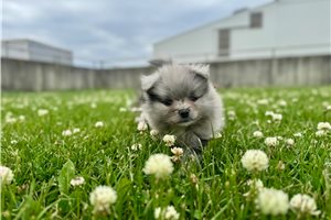 Niblet - Pomeranian for sale