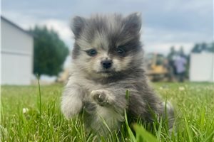 Noodle - Pomeranian for sale