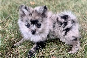 Nori - Pomeranian for sale