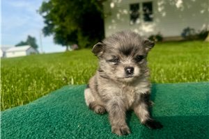 Nori - Pomeranian for sale