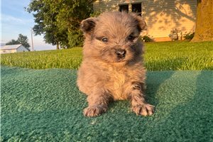 Niblet - puppy for sale
