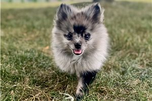 Nori - puppy for sale