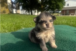 Nacho - puppy for sale