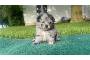 Nina - Pomeranian for sale