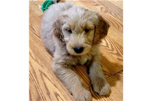 Cody - Goldendoodle for sale