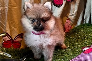 Ona - Pomeranian for sale