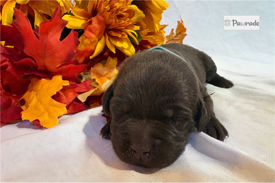 Milo - Labrador Retriever for sale