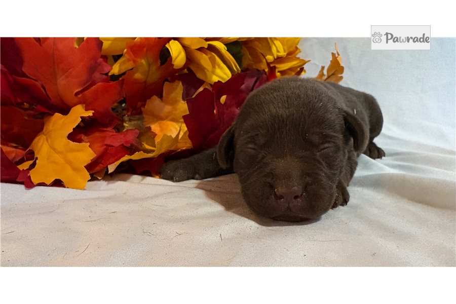 Monty - Labrador Retriever for sale
