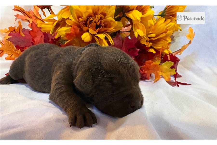 Marcus - Labrador Retriever for sale