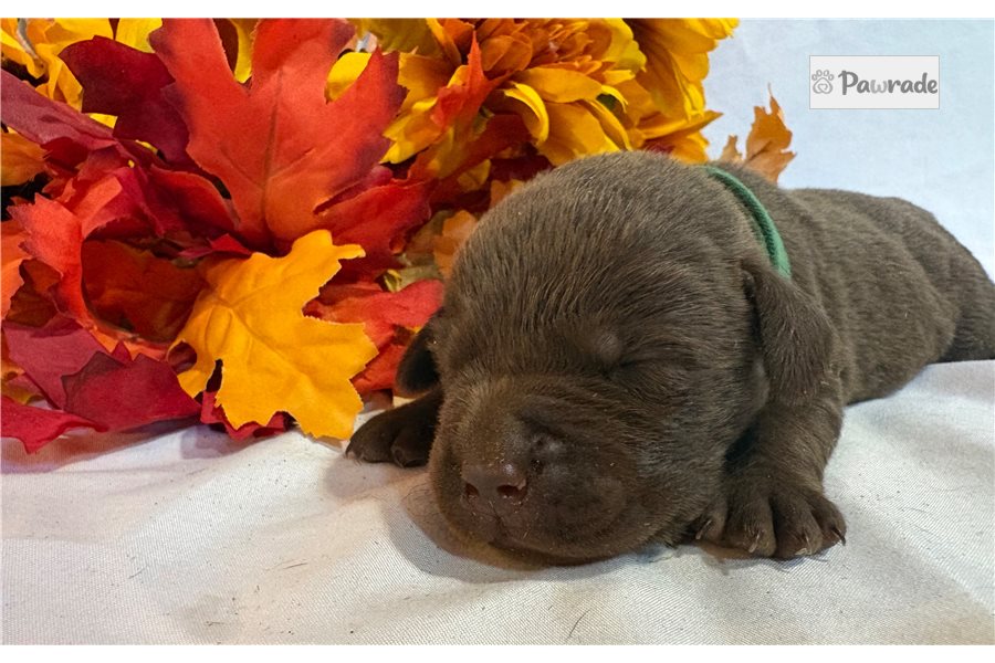 Marshall, male Labrador Retriever puppy for sale
