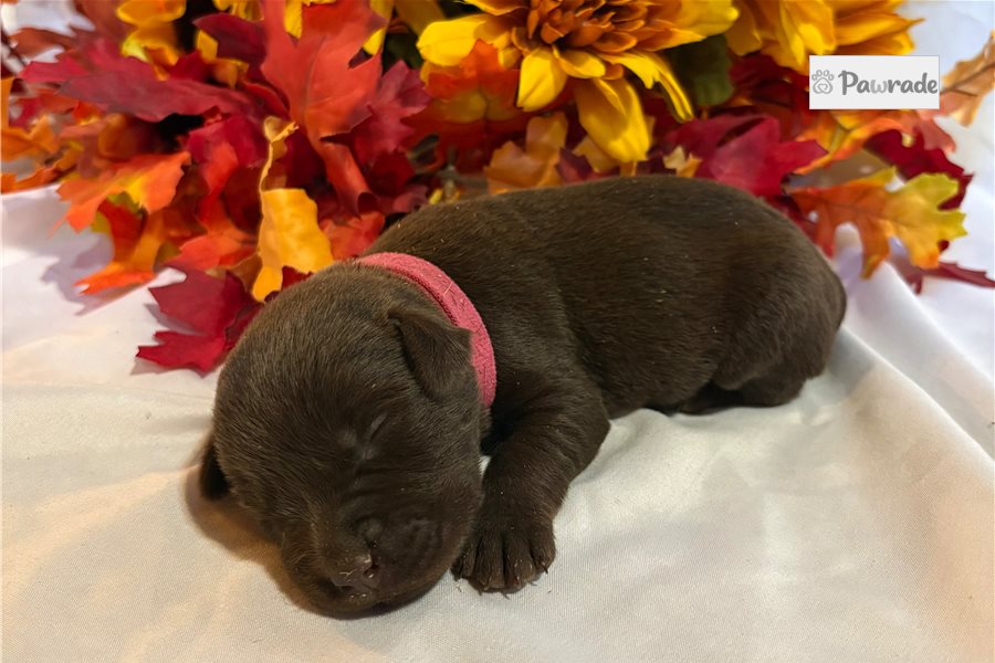 Morgan, female Labrador Retriever puppy for sale