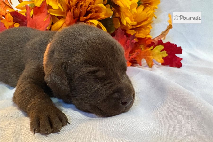 Meeko - Labrador Retriever for sale