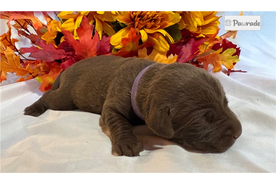Minerva - Labrador Retriever for sale