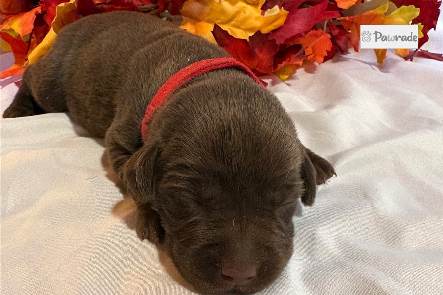 Misty - Labrador Retriever for sale