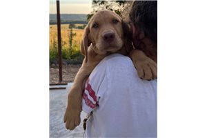 Syon - Labrador Retriever for sale