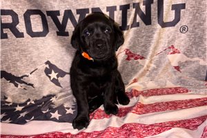 Layla - Labrador Retriever for sale