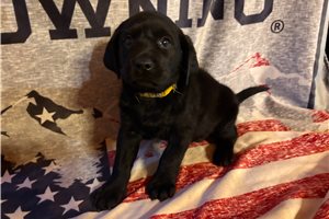 Lizzie - Labrador Retriever for sale