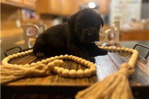 Tommy - puppy for sale