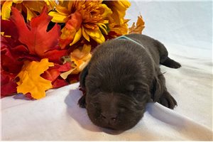Milo - puppy for sale