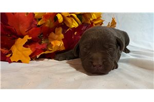 Monty - puppy for sale