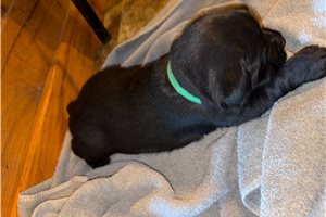 Lela - Labrador Retriever for sale