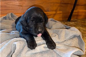 Lizzie - Labrador Retriever for sale