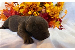 Marcus - puppy for sale