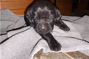 Lady - puppy for sale