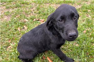 Trudy - Labrador Retriever for sale