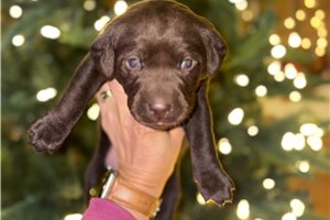 Aria - Labrador Retriever for sale