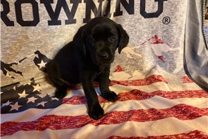 Lela - Labrador Retriever for sale