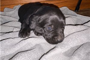 Lilly - puppy for sale